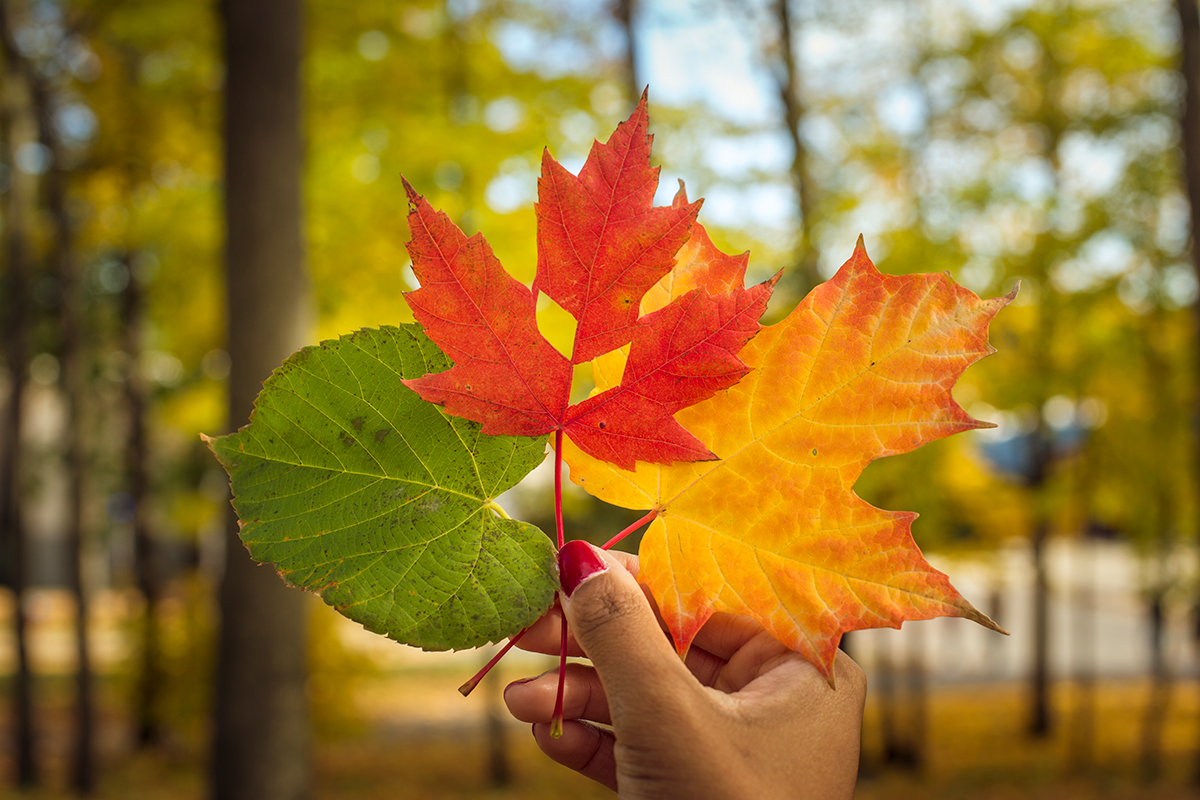 A hand holds three autumn leaves, one has the SUNY Canton leaf and parallelagram cutout.