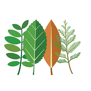 Various tree leaves