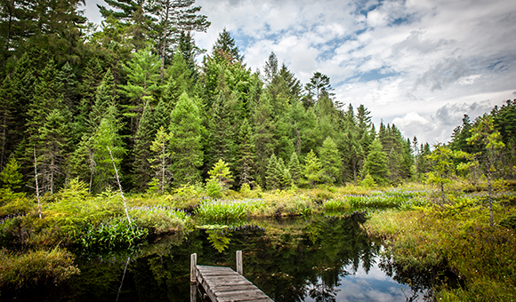 A scenic view of a tributary in the Adirondacks.
