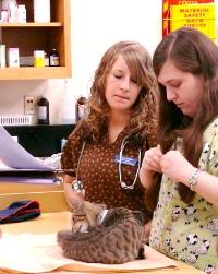 Two Vet Tech students monitor a cat.