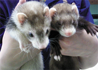 Two ferrets