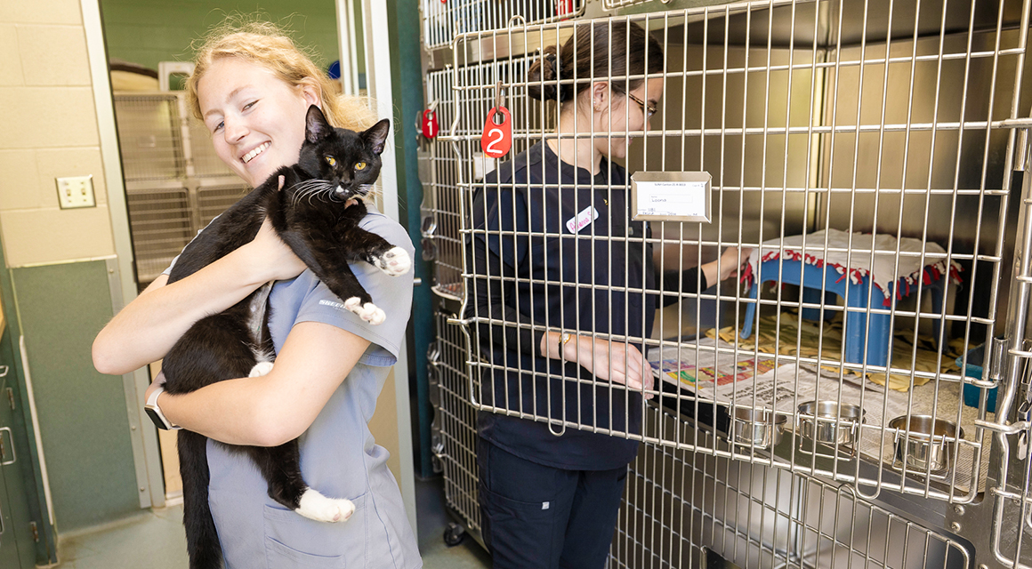 A vet tech student holds a black and white cat while another student cleans its cage.