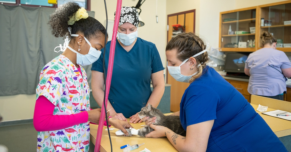 A vet tech student holds a cat while another attempts to deliver a vaccine while Dr. Wendy Kuceyeski looks on.