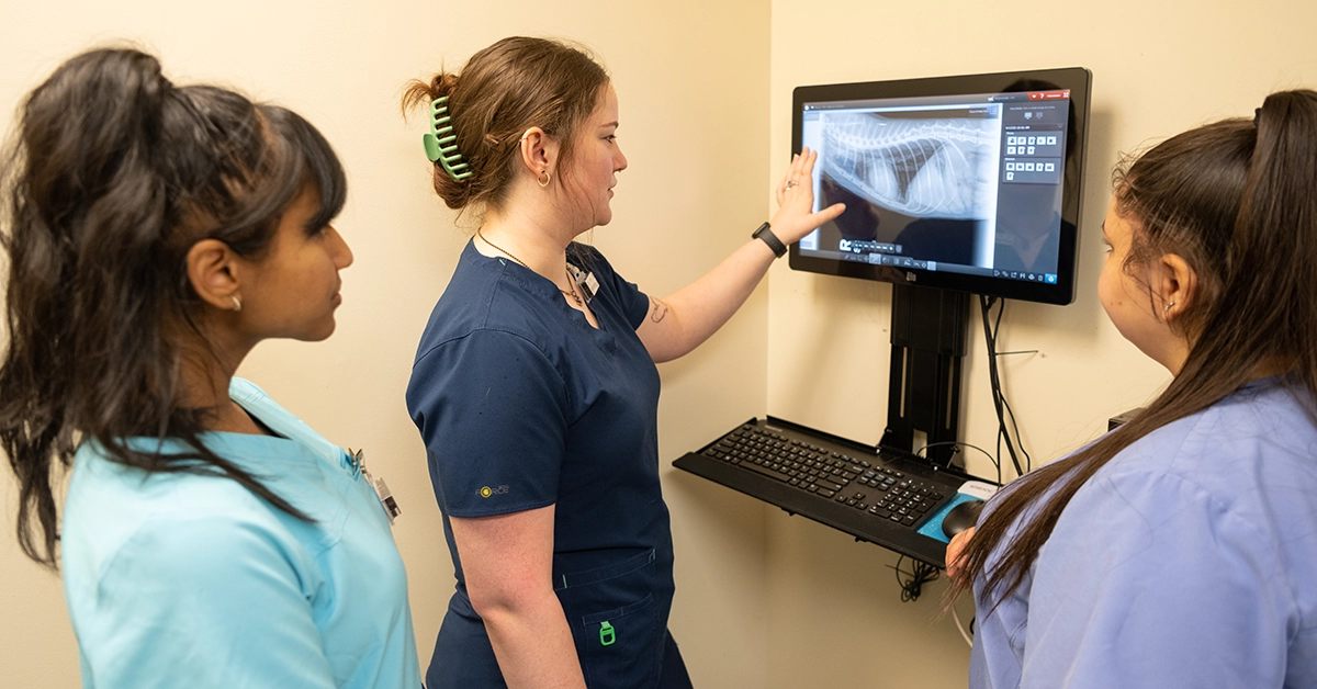 Student review a spinal X-ray in the Vet Tech lab.