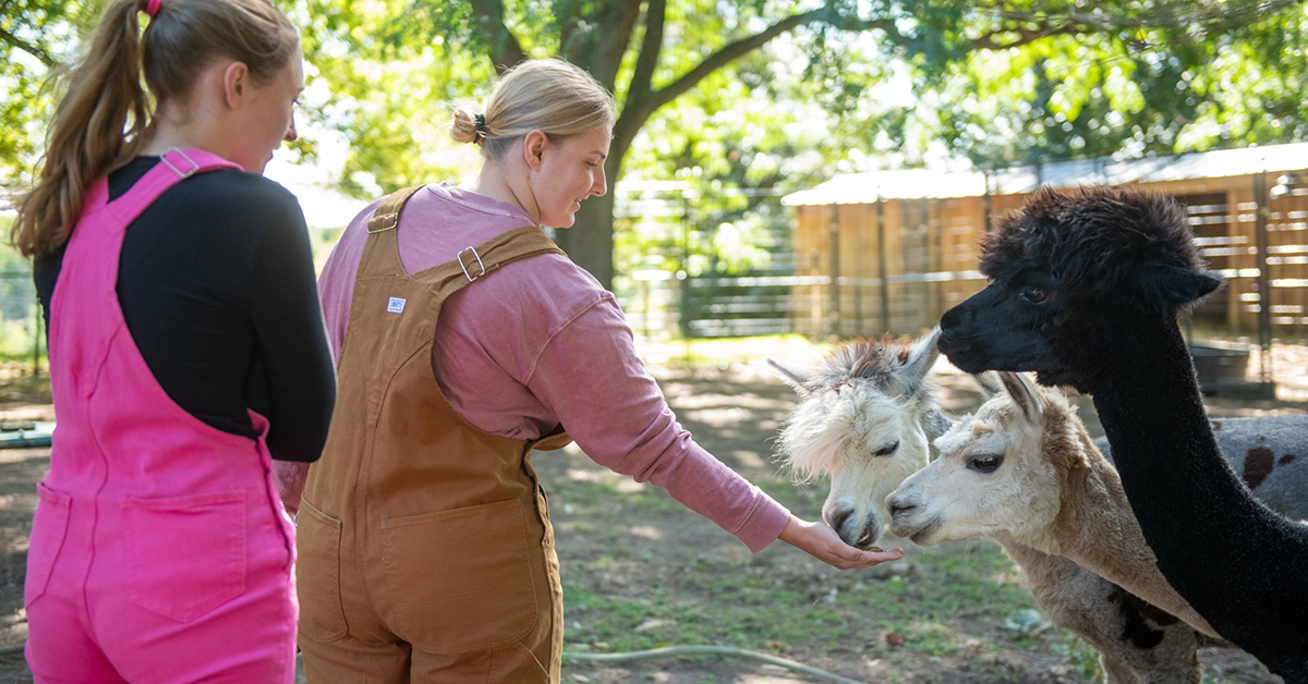 Vet Tech students feed alpacas during a field trip experience.
