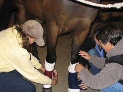 Two students place support braces around a horse's legs.