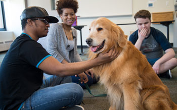 Students pet golden lab Thor, a therapy dog.