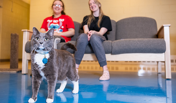 Zero the cat has some play time in the common area of SUNY Canton’s Pet Wing.