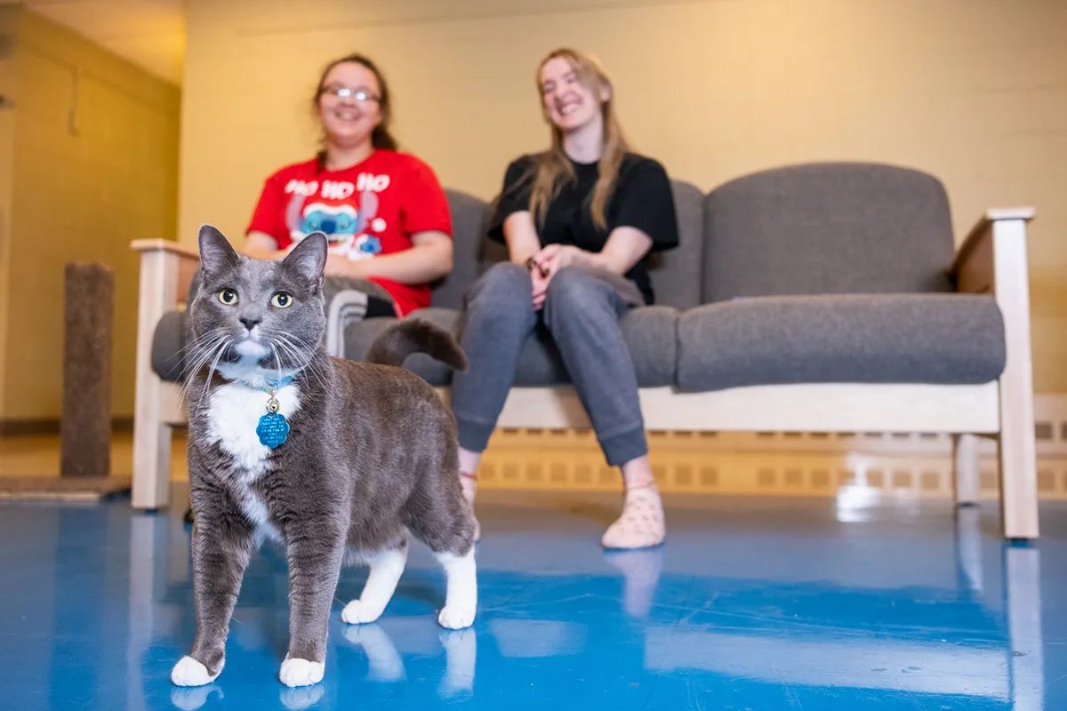 A gray and white cat looks at the camera while two students sit behind on a couch in the Pet Wing.