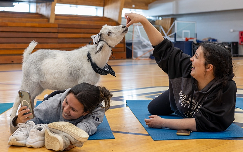 A goat stands on a student while another feeds it during Goat Yoga.