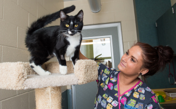 A student pets a black and white cat.