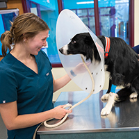 Veterinary Assistant works with a dog with a protective collar funnel.