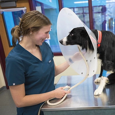 A veterinary assistant works with a black dog in a protective collar funnel.