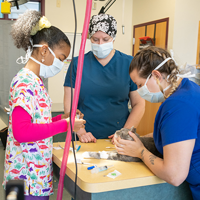 Two students work with Dr. Wendy Kuceyeski to administer medication to a cat.