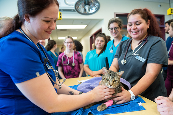 Students examine a shelter cat in the Newell Veterinary Science Technology building.