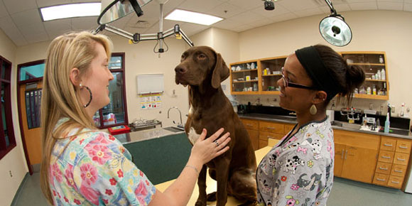 Two students examine a chocolate lab