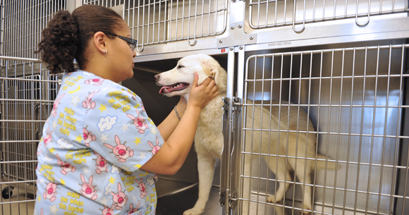 A student cares for a lab in the Newell kennel