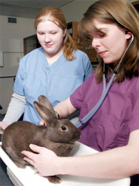 Two vet tech students listen to a rabbit's heartbeat.