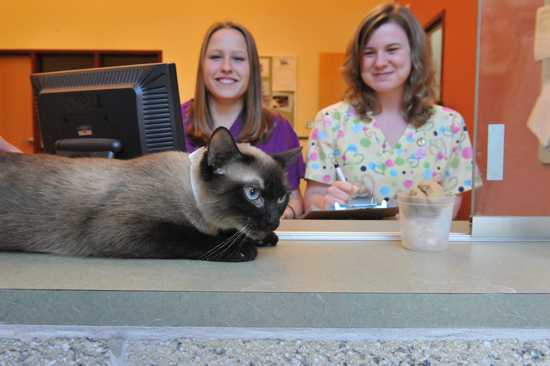Two students sit at the front desk of a clinic with a siamese cat laying on the counter.